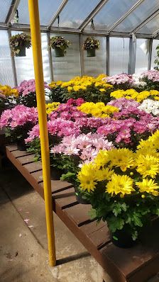 Mississauga Greenhouses & Florist – Mississauga Greenhouses Ltd.