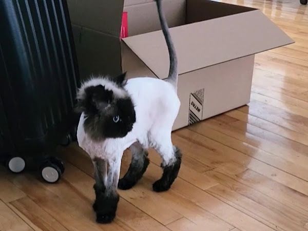 Tonte De Chats Daniel Belanger